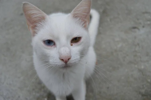 Närbild Den Udda Vita Katten Gatan Tittar Kameran — Stockfoto