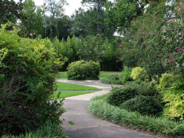 Güneşli bir günde güzel bir ormanın alçak açılı görüntüsü
