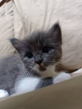 Gelmiş geçmiş en tatlı kedilere bir bak! İster sev, ister sev, ister güzelliklerine hayran ol, sevimli kediler her zaman hoş karşılanır.