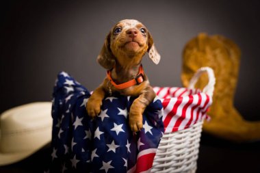Çok şirin yüksek çözünürlüklü Dachshunds stüdyo resimleri.
