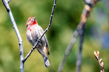 Küçük bir dala tünemiş şirin bir kuş Bokeh arka planında güneş ışığının altında