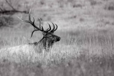 Colorado dağlarında öten bir geyik Sabahleyin yüksek bir dağ çayırında