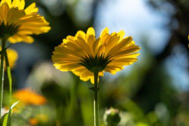 Güneşli bir bahçede karahindibanın yakın çekimi (Taraxacum officinale)