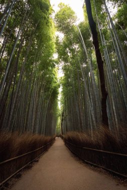Japonya 'nın Kyoto kentindeki yüksek bambu orman bitkilerinin dikey görüntüsü.