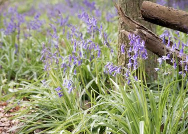 Yaygın çan çiçeklerinin seçici odak noktası (Hyacinthoides non-script)