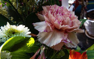 Bahçede pembe şakayık ve beyaz Transvaal papatya çiçeklerinin yakın çekimi.