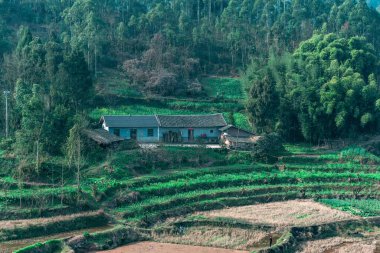 Pirinç çiftliğinin yanındaki yeşil bir alanda ağaçlarla çevrili bir kulübe.