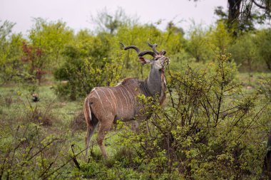 Güney Afrika 'nın kuzeydoğusundaki Kruger Ulusal Parkı' nda büyük bir gudu.