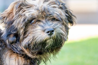Çimlerin üzerinde sevimli, tüylü bir Tibet Teriyerinin portresi.