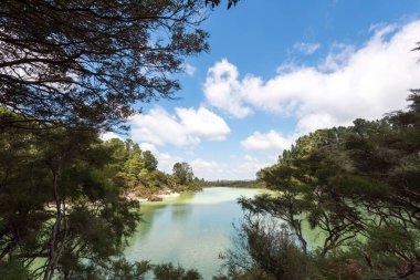 Yeni Zelanda 'da bir ormandaki güzel bir gölet manzarası.