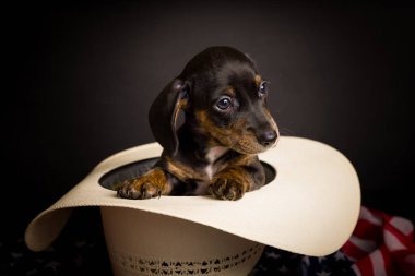 Dachshund 'un çok şirin, yüksek çözünürlüklü stüdyo resimleri.