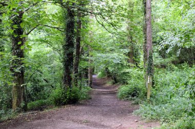 Ormanda yeşil ağaçlarla çevrili bir patika.