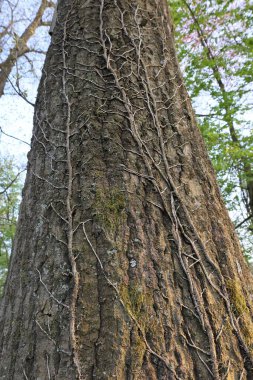 Ağaçların gövdesinin alçak açılı görüntüsü, orman ve yosunlarla kaplı.