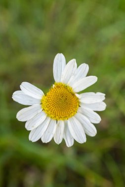 Bulanık doğal arka planda birkaç yaprak toplamış beyaz bir papatya.