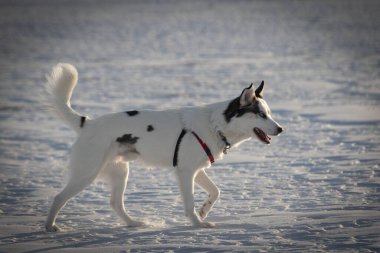 Colorado 'nun karlı dağlarında yürüyen bir kurt köpeğinin yakın çekimi.
