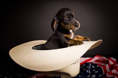 Dachshund 'un çok şirin, yüksek çözünürlüklü stüdyo resimleri.