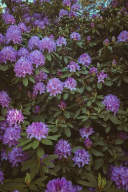 Rododendron çiçeğinin dikey bir görüntüsü.