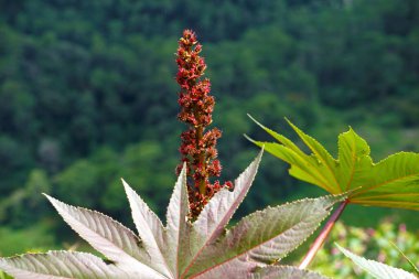 Ricinus Communis 'e yakın çekim, hintyağı fabrikası. Sığ odak.