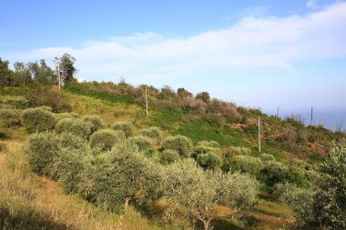 Liguria 'da zeytin ağaçlarının yetiştirildiği bir tarlanın manzarası. Mimari görüntüleme için kullanışlı