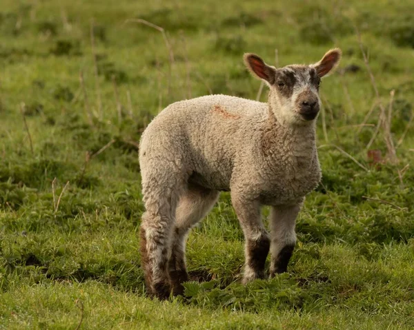 Fluffig Vårvit Och Svart Lamm Ovis Aries Grön Betesmark — Stockfoto