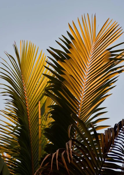 Вертикальный Снимок Тропических Листьев Солнечный День — стоковое фото