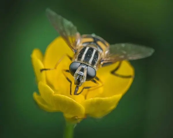 Μια Επιλεκτική Φωτογραφία Μιας Μύγας Ένα Κίτρινο Λουλούδι — Φωτογραφία Αρχείου