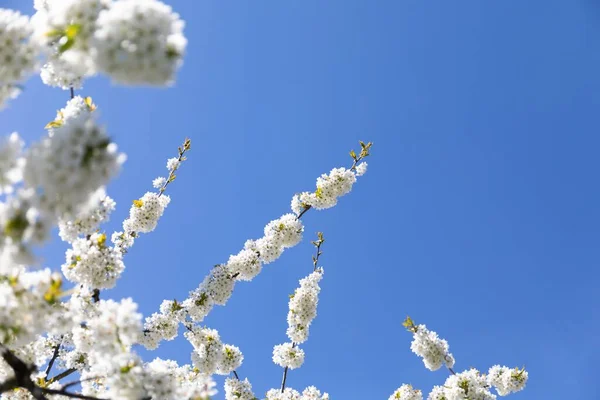 Låg Vinkel Skott Vit Radford Päron Blommar Mot Blå Himmel — Stockfoto