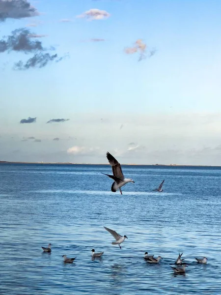 Стая Птиц Чайки Летит Над Морем — стоковое фото