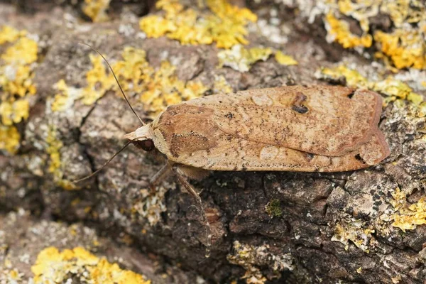 Detailní Záběr Velkou Žlutou Můru Pod Křídly Noctua Pronuba Sedí — Stock fotografie