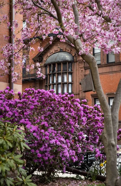 Вертикальный Снимок Деревьев Фиолетовыми Цветами Перед Старым Зданием Бостоне Штат — стоковое фото