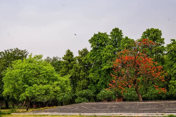 Een Schilderachtig Uitzicht Groene Bomen Een Royal Poinciana Een Park — Stockfoto