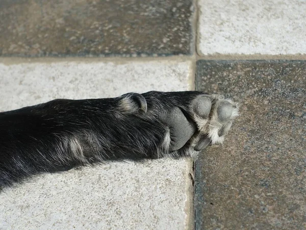 チェックされた床の上に犬の足のクローズアップモノクロショット — ストック写真