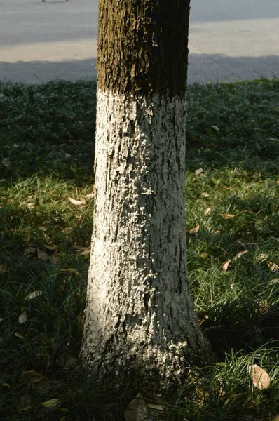 Bleket Trestamme Solrik Dag – stockfoto