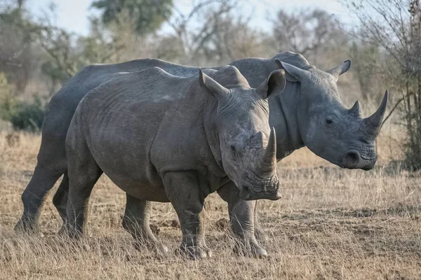 Gros Plan Deux Rhinocéros Blancs Rhinocéros Lèvres Carrées Marchant Afrique — Photo