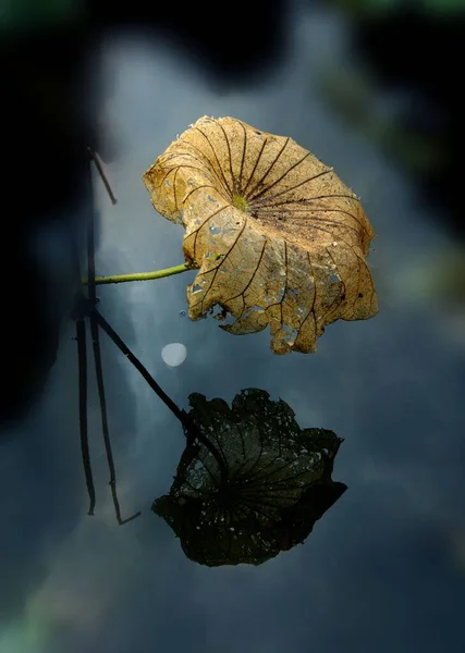 Eine Vertikale Aufnahme Einer Getrockneten Blume Mit Ihrem Spiegelbild Wasser — Stockfoto