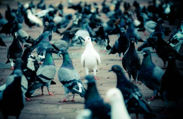 Eine Selektive Fokusaufnahme Der Weißen Taube Unter Anderen Tauben — Stockfoto