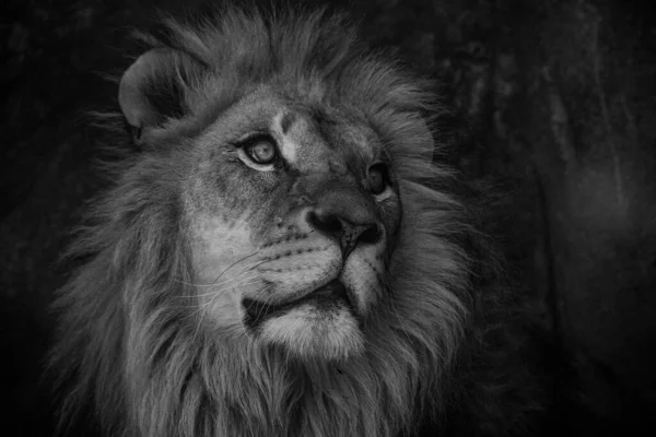 Grayscale Lion Head Staring — Stock Photo, Image