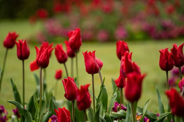 Selektywne Ujęcie Czerwonych Tulipanów Parku — Zdjęcie stockowe