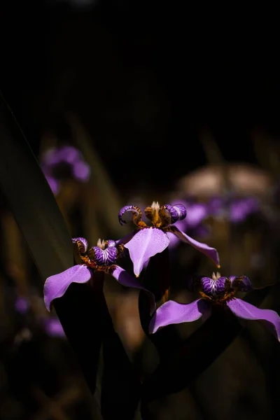 Eine Vertikale Nahaufnahme Einer Schönen Lila Irisblume Vor Dunklem Hintergrund — Stockfoto
