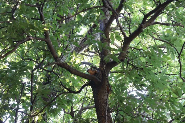 Esquilo Adorável Ramo Árvore Parque — Fotografia de Stock