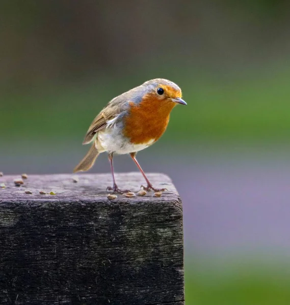 Tiro Close Pequeno Robin Bonito Com Penas Laranja Sentado Banco — Fotografia de Stock