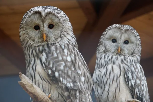 Portret Dwóch Sowy Uralensis Strix Uralensis — Zdjęcie stockowe