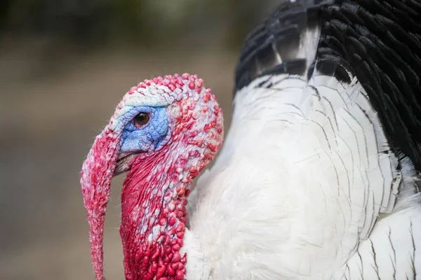 Closeup Shot Turkey White Feathers Red Neck — Stock Photo, Image