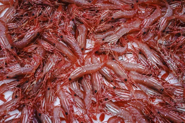 Fresh Shrimp Market — Stock Photo, Image