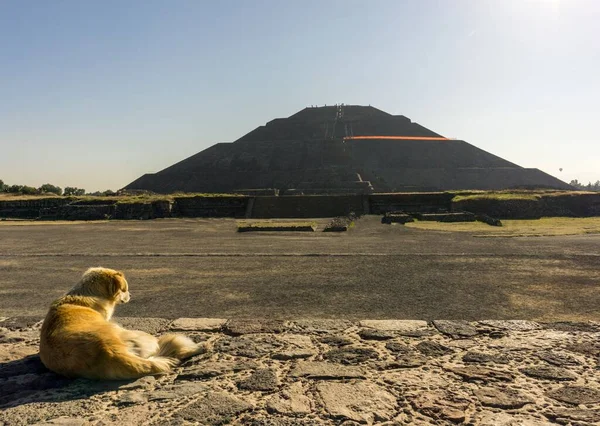 Scenic View Stray Dog Lying Road Pyramid Sun Mexico — Stock Photo, Image