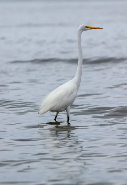 Eine Vertikale Nahaufnahme Eines Silberreihers Der Wasser Steht — Stockfoto