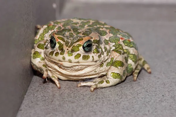 Büyük Çirkin Kurbağa Ortak Avrupa Kurbağası Bufo — Stok fotoğraf