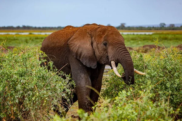 Giovane Elefante Scorre Vegetazione Parco Kenya — Foto Stock