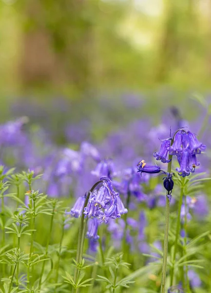 在模糊的背景上对普通蓝铃音 Hyacinthoides Non Scripta 的垂直特写 — 图库照片