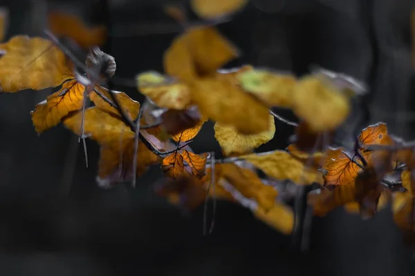 Een Selectief Shot Gedroogde Bladeren — Stockfoto